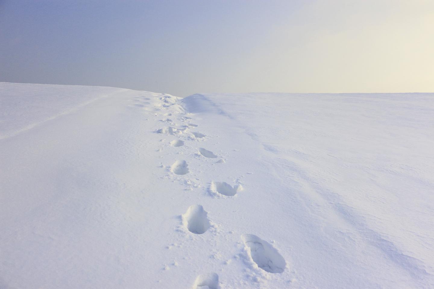 年初的大雪