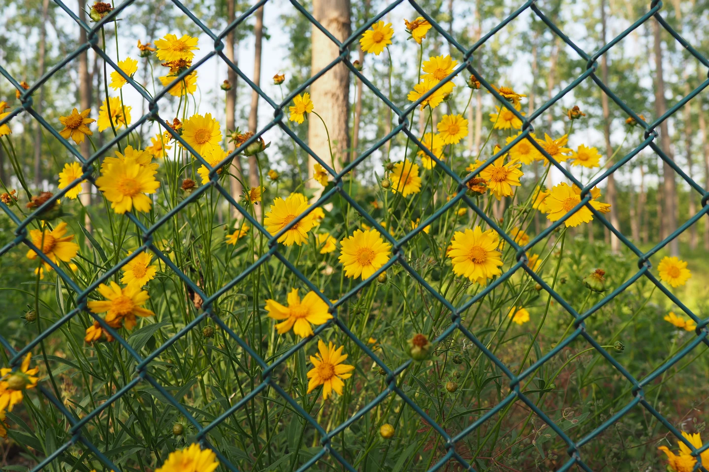 滨湖国家森林花园